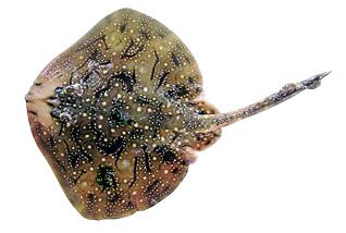 Raja undulata09